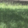 ナツノ風景。