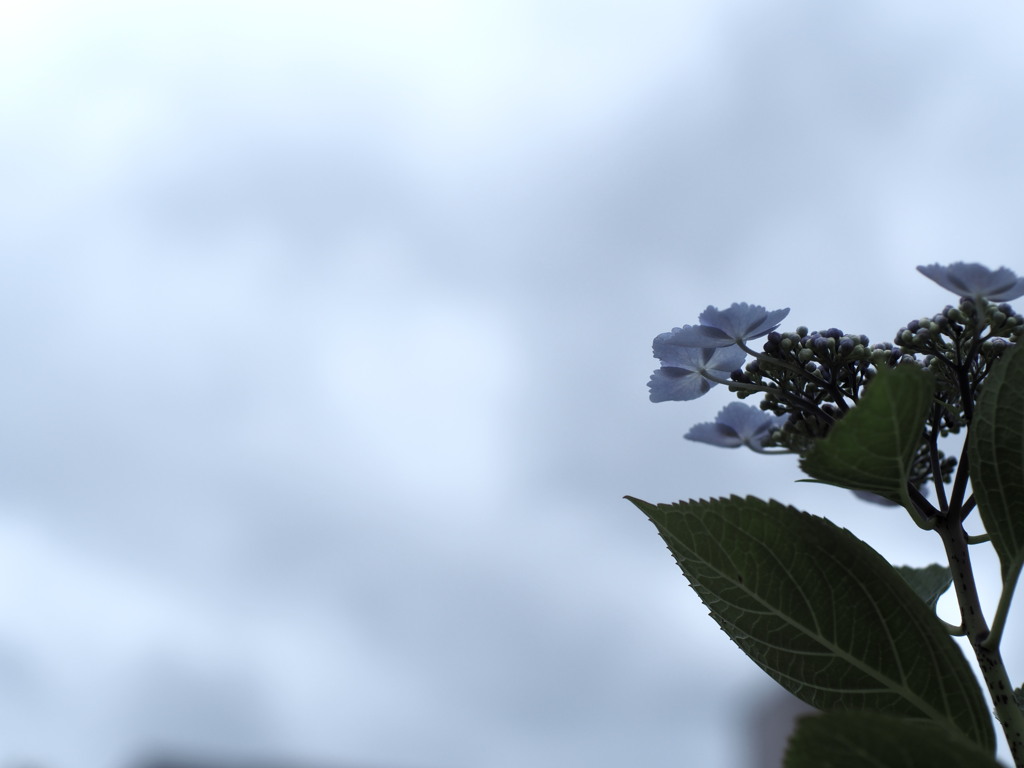 梅雨空。