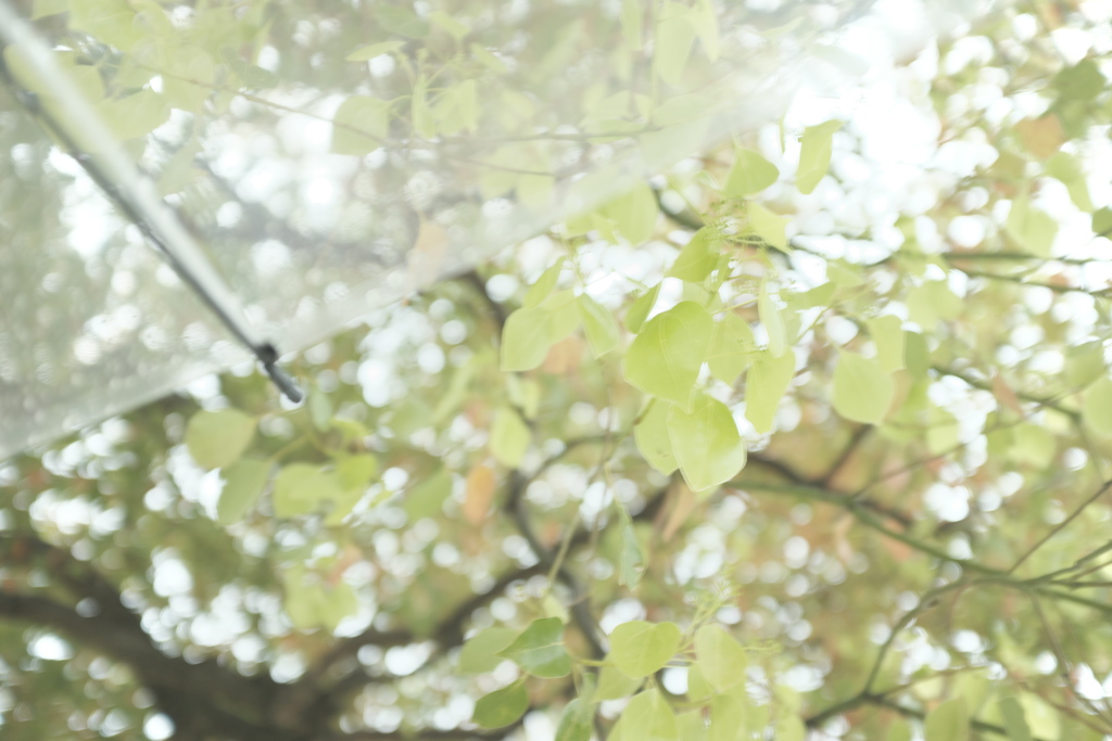 緑の雨。