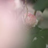 美しいものには…
