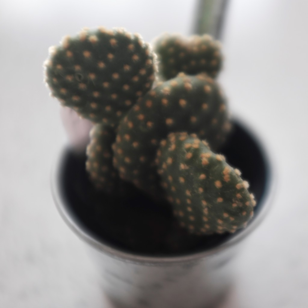 ﾅﾝﾀﾞｶ…。