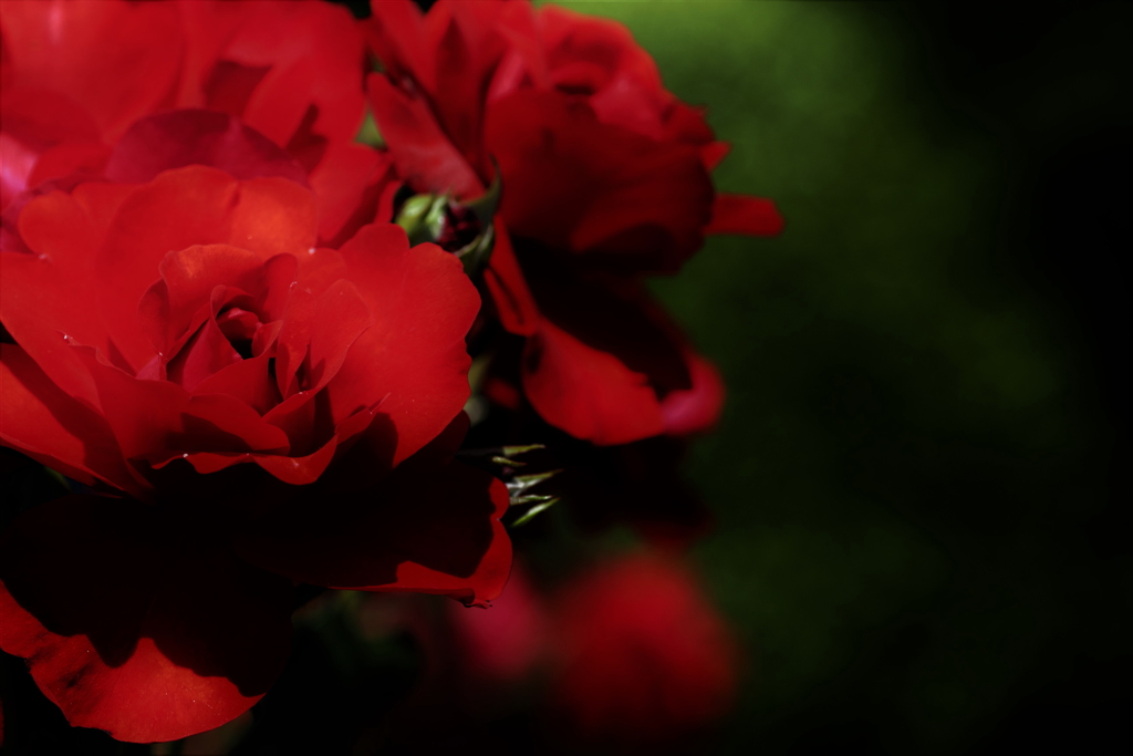 Rose．