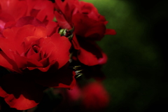 Rose．