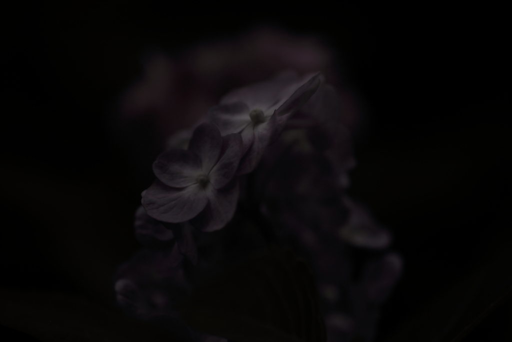 つゆ紫陽花。
