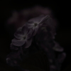 つゆ紫陽花。