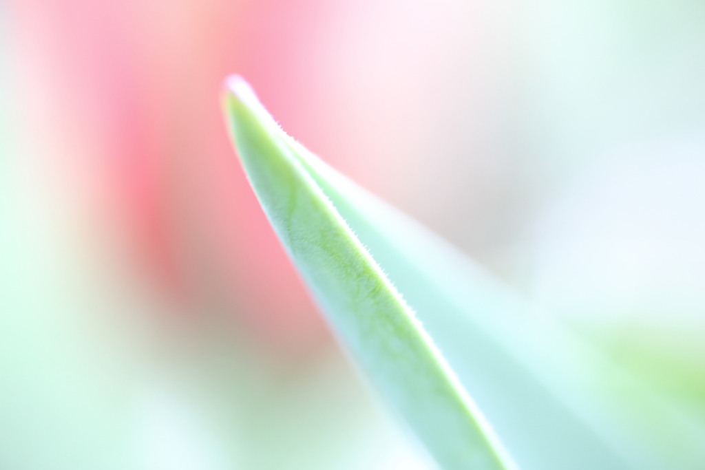 やさしい風景。