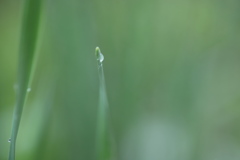 花だけじゃないよね。