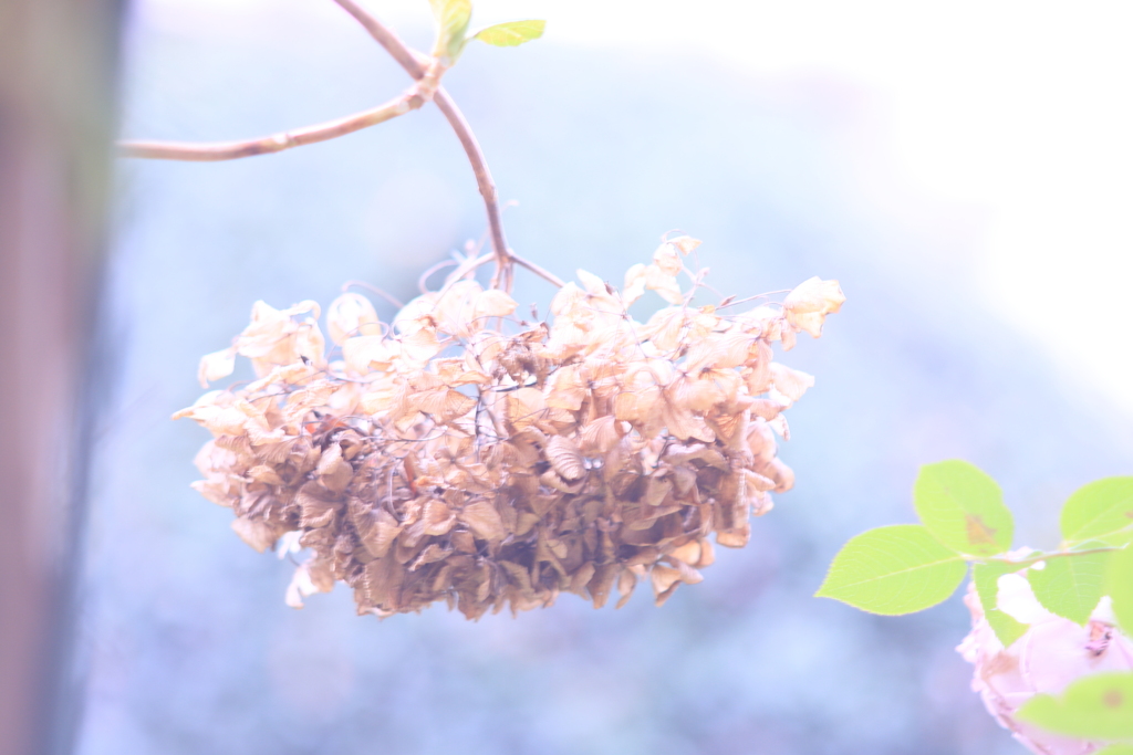 今、紫陽花。