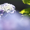 ハレの紫陽花。