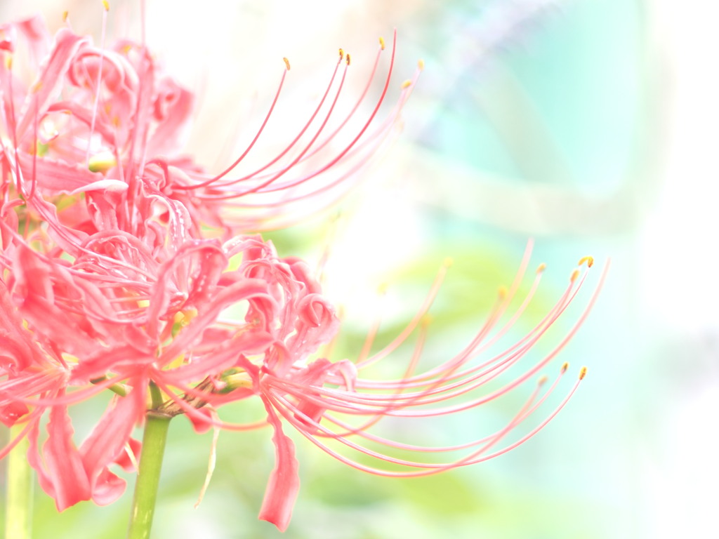 華。