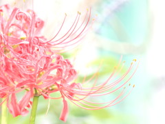 華。