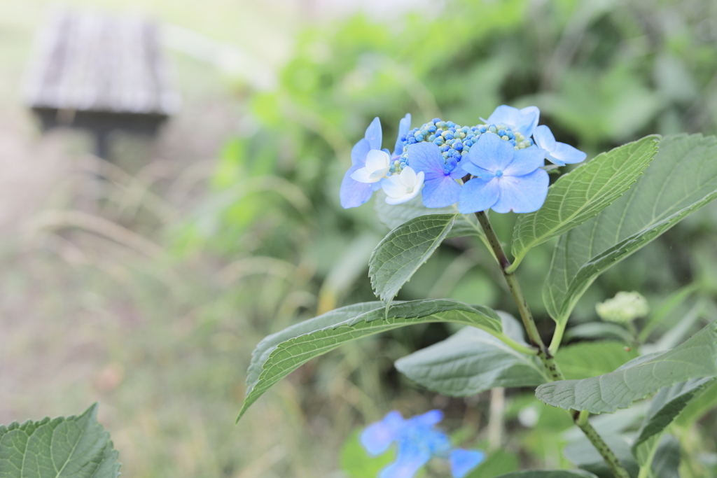 あおい紫陽花。