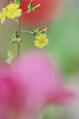 小さな花も…