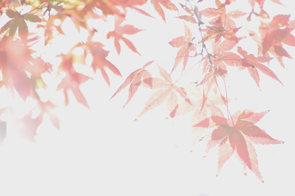 秋、染みる。