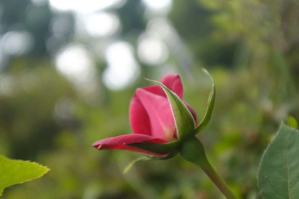 薔薇の見る夢は。