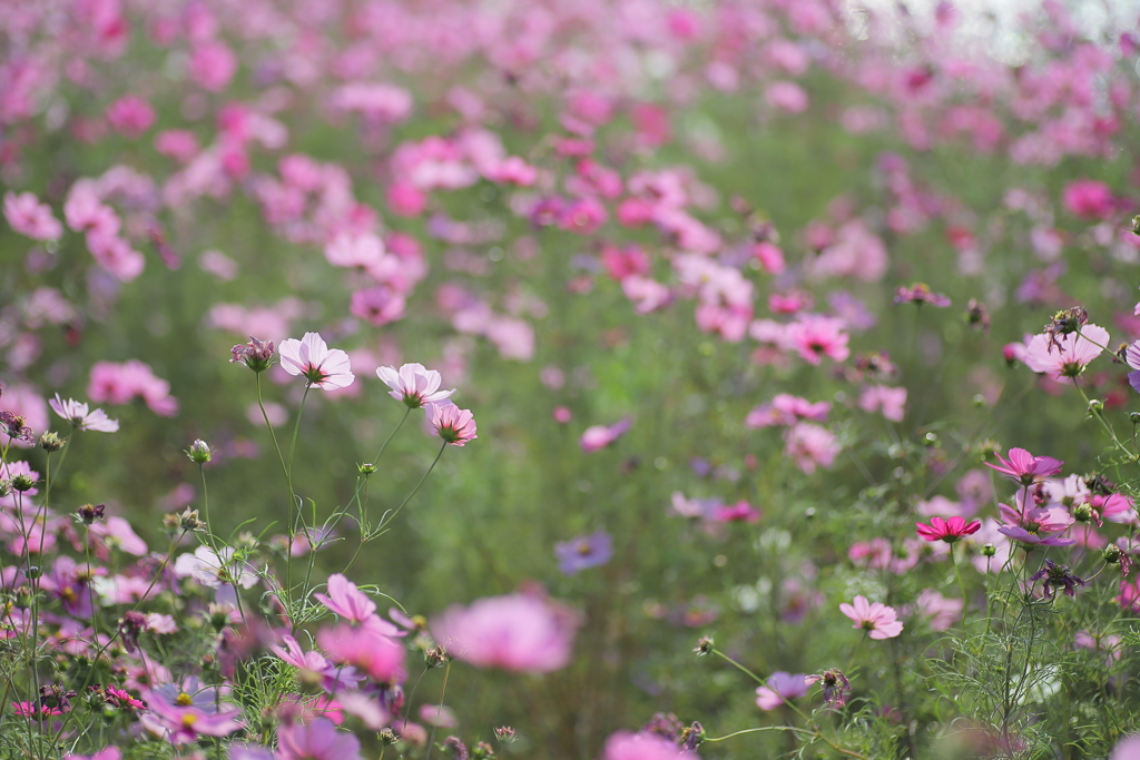 花盛り。