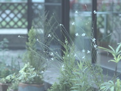 しなやかに…