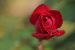 薔薇の赤い色。
