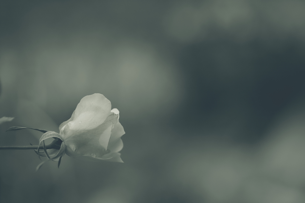 Ｒｏｓｅ．