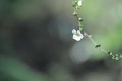 仄めく姿。