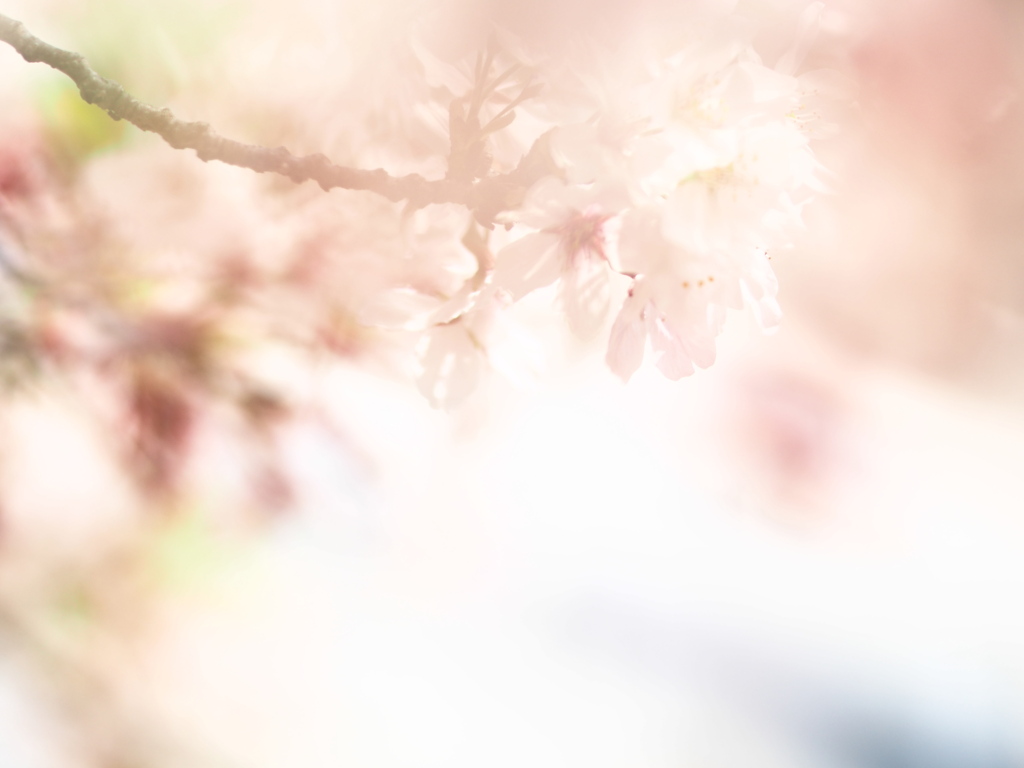 さくらいろ。