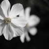 秋桜。