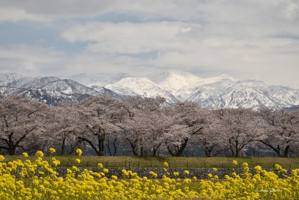 舟川べり桜並木