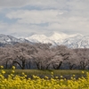 舟川べり桜並木