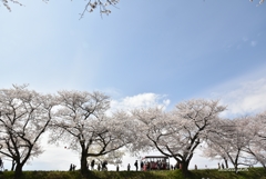 舟川べりの桜