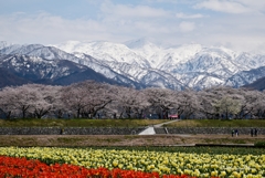 舟川べり桜並木