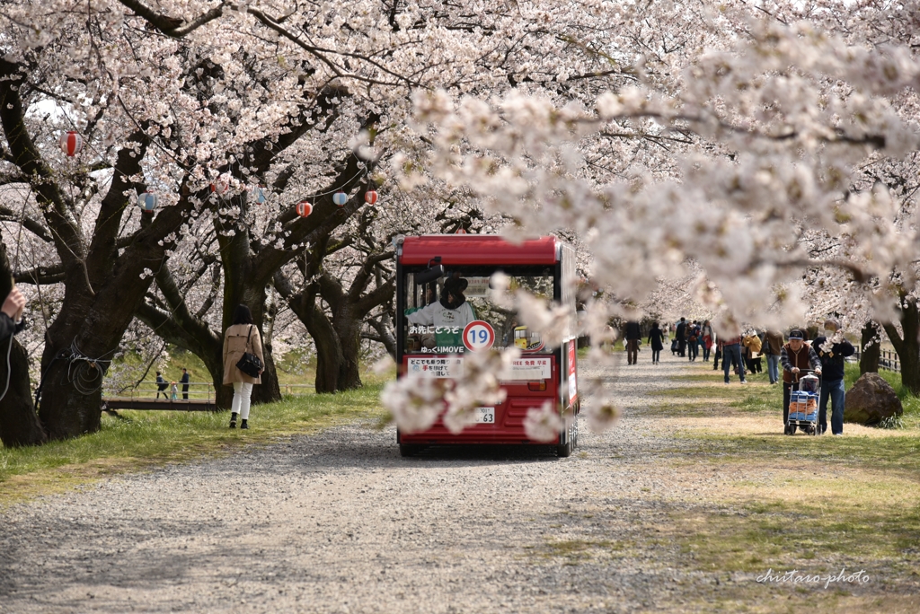 舟川べり桜