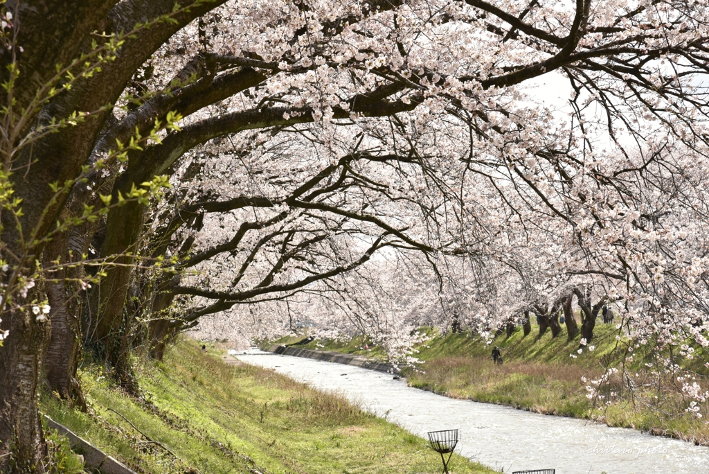 舟川べり桜並木