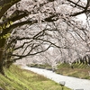 舟川べり桜並木