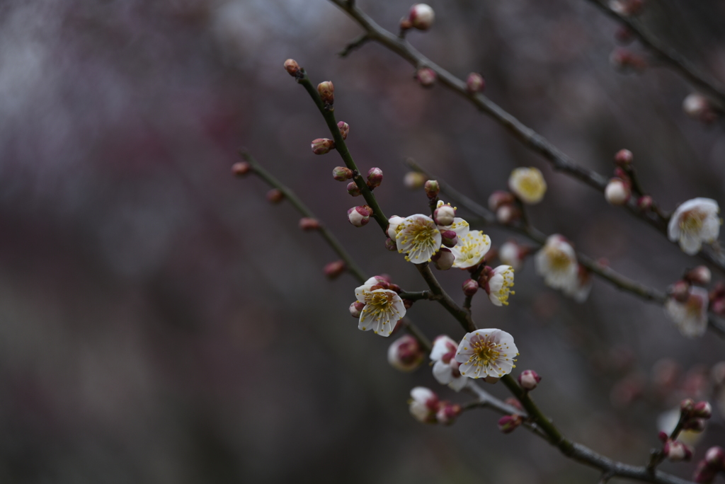 梅林公園