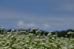 蕎麦の花