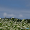 蕎麦の花