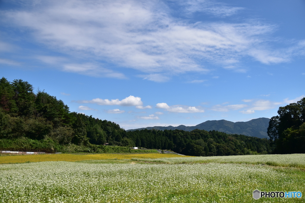 蕎麦畑