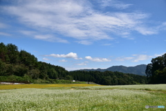 蕎麦畑