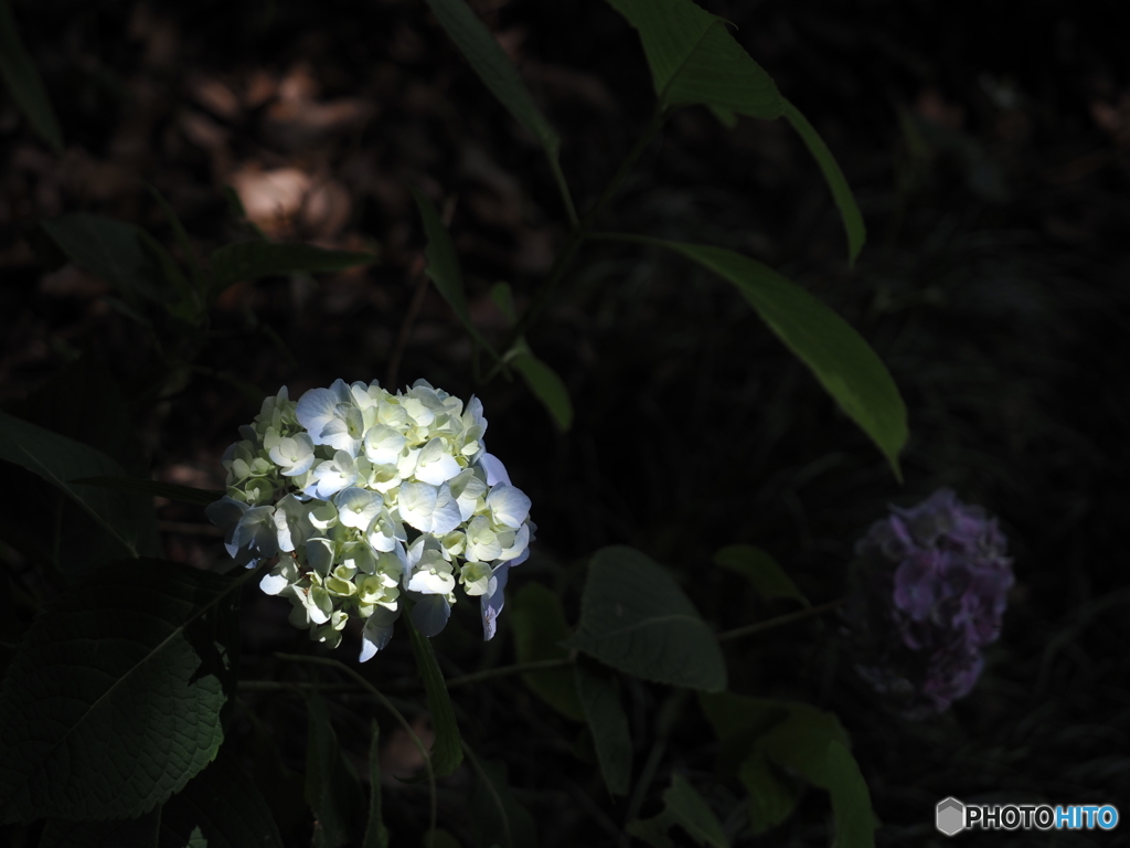 紫陽花