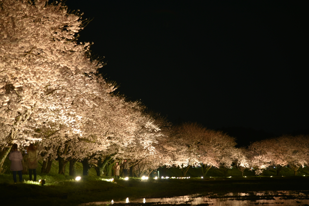 米原桜並木