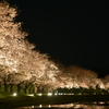 米原桜並木