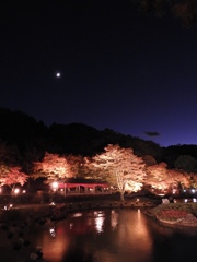紅葉 ライトアップ
