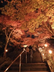 紅葉 ライトアップ