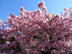 河津桜 昼間