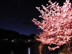 河津桜 ライトアップ