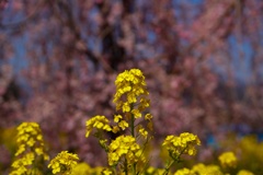 菜の花
