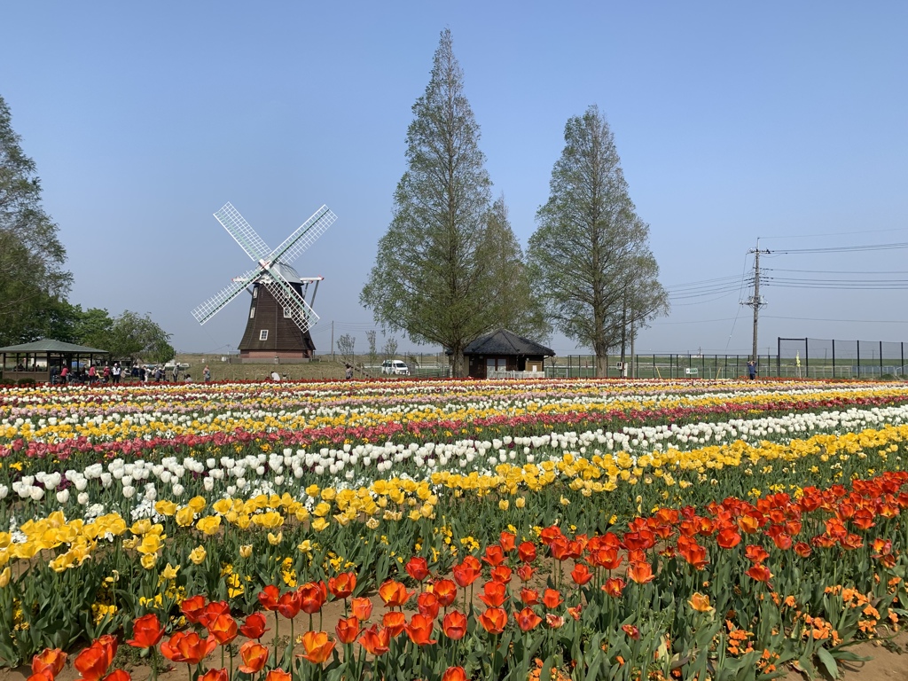 チューリップ畑