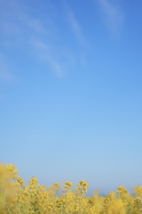 菜の花と青