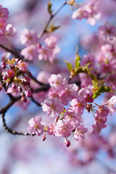 晴れた日の河津桜