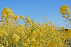 菜の花